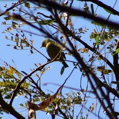 Zosterops virens virens