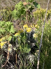 Xiphotheca fruticosa