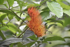 Combretum farinosum