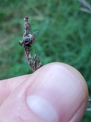 Entomophthora muscae