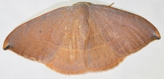 Watsonalla uncinula