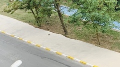 Columba livia domestica