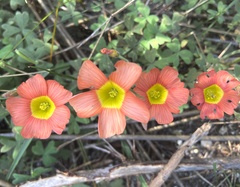 Oxalis obtusa