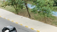 Columba livia domestica