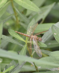Brachythemis contaminata
