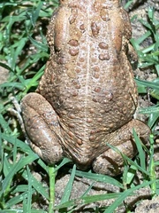 Anaxyrus