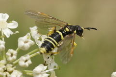 Tenthredo arcuata