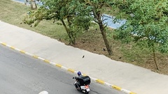 Columba livia domestica