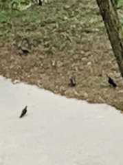 Columba livia domestica