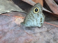 Ypthima horsfieldii humei