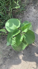 Persicaria orientalis