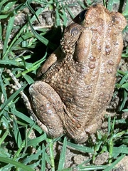 Anaxyrus