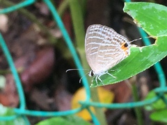 Jamides celeno aelianus