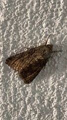 Anarta trifolii