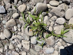 Persicaria hydropiper