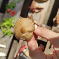 Bolbitius aleuriatus