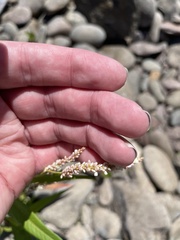 Persicaria hydropiper