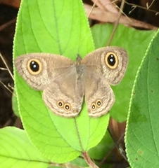 Ypthima horsfieldii humei