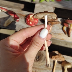 Bolbitius aleuriatus