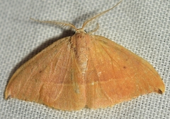 Watsonalla uncinula
