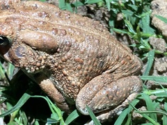 Anaxyrus