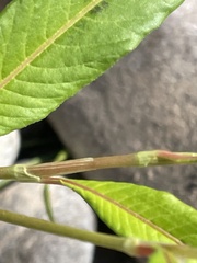 Persicaria hydropiper