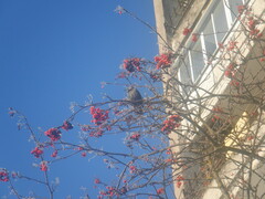 Sturnus vulgaris