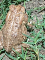 Anaxyrus