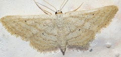 Idaea elongaria