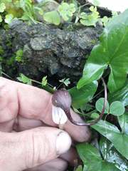 Arisarum proboscideum