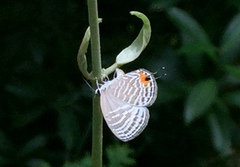 Jamides celeno aelianus