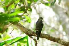 Accipiter soloensis