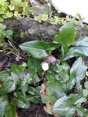 Arisarum proboscideum