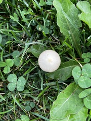 Conocybe