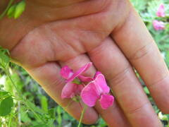 Lathyrus tuberosus