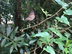 Euploea mulciber mulciber