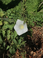 Calystegia silvatica