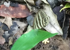 Ragadia makuta siponta