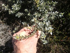 Amphithalea ericifolia