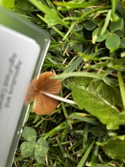 Conocybe