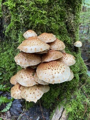 Pholiota