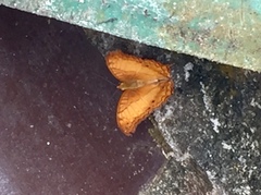 Vindula dejone erotella