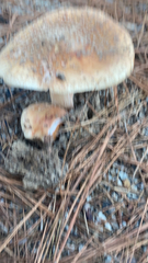 Agaricales