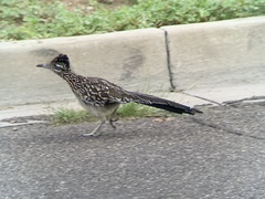 Geococcyx californianus