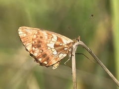 Boloria dia