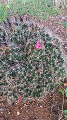 Coryphantha macromeris macromeris