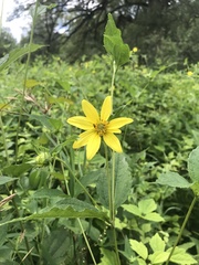 Helianthus decapetalus