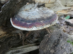 Fomitopsis mounceae