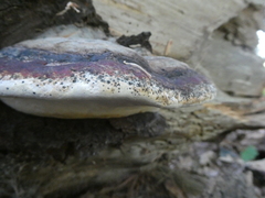 Fomitopsis mounceae