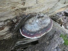 Fomitopsis mounceae